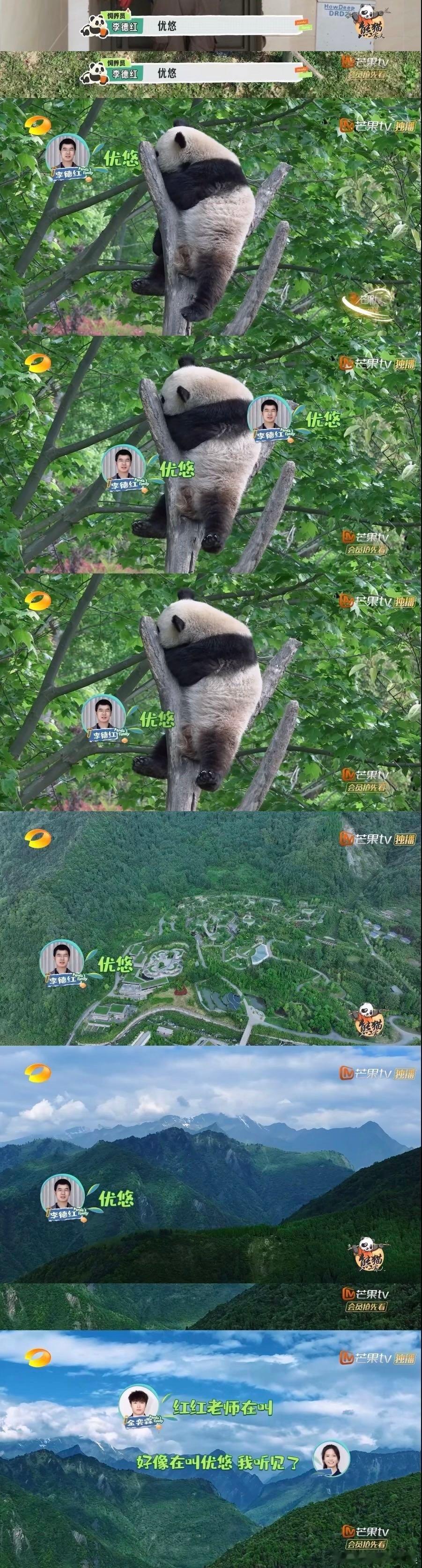 #奶爸喊优悠吃饭喊到破音#优悠也太可爱了吧挂在树上悠哉悠哉的，奶爸怎么喊它它还是