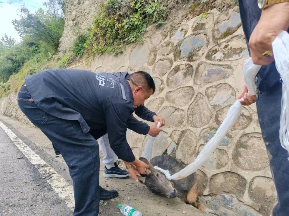 西藏国道旁惊现“麒麟兽”，这事儿听起来就超魔幻！这“麒麟兽”下山觅食，也不知道是