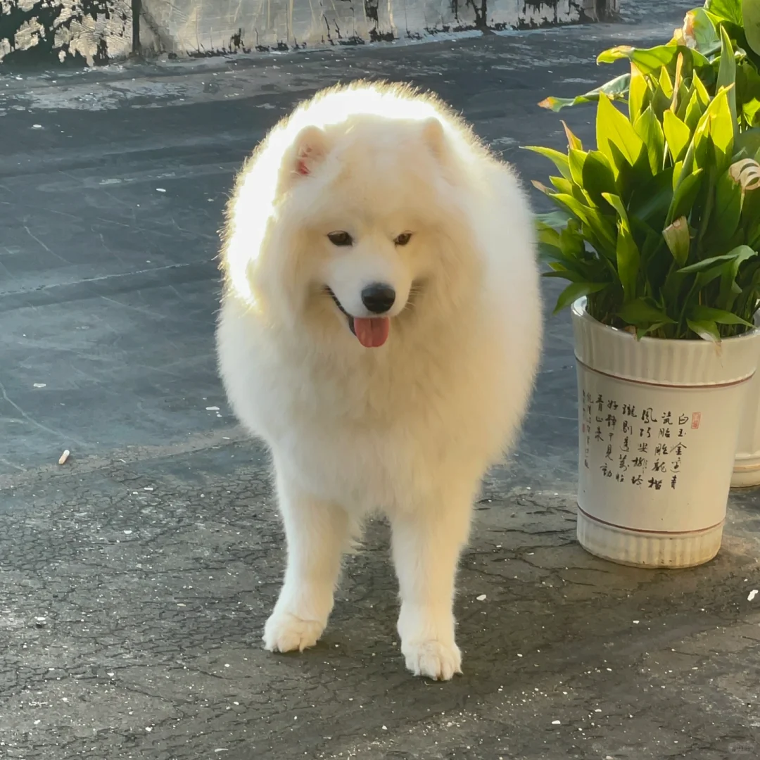 一看就是暖男型小狗