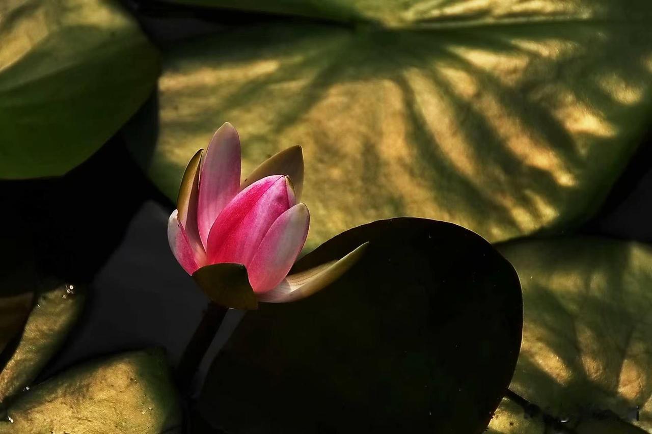 红花绿玉翡翠头，花开黄蕾金光耀。
成都老年人协会摄影专委会
图文原创：廖先锋
组