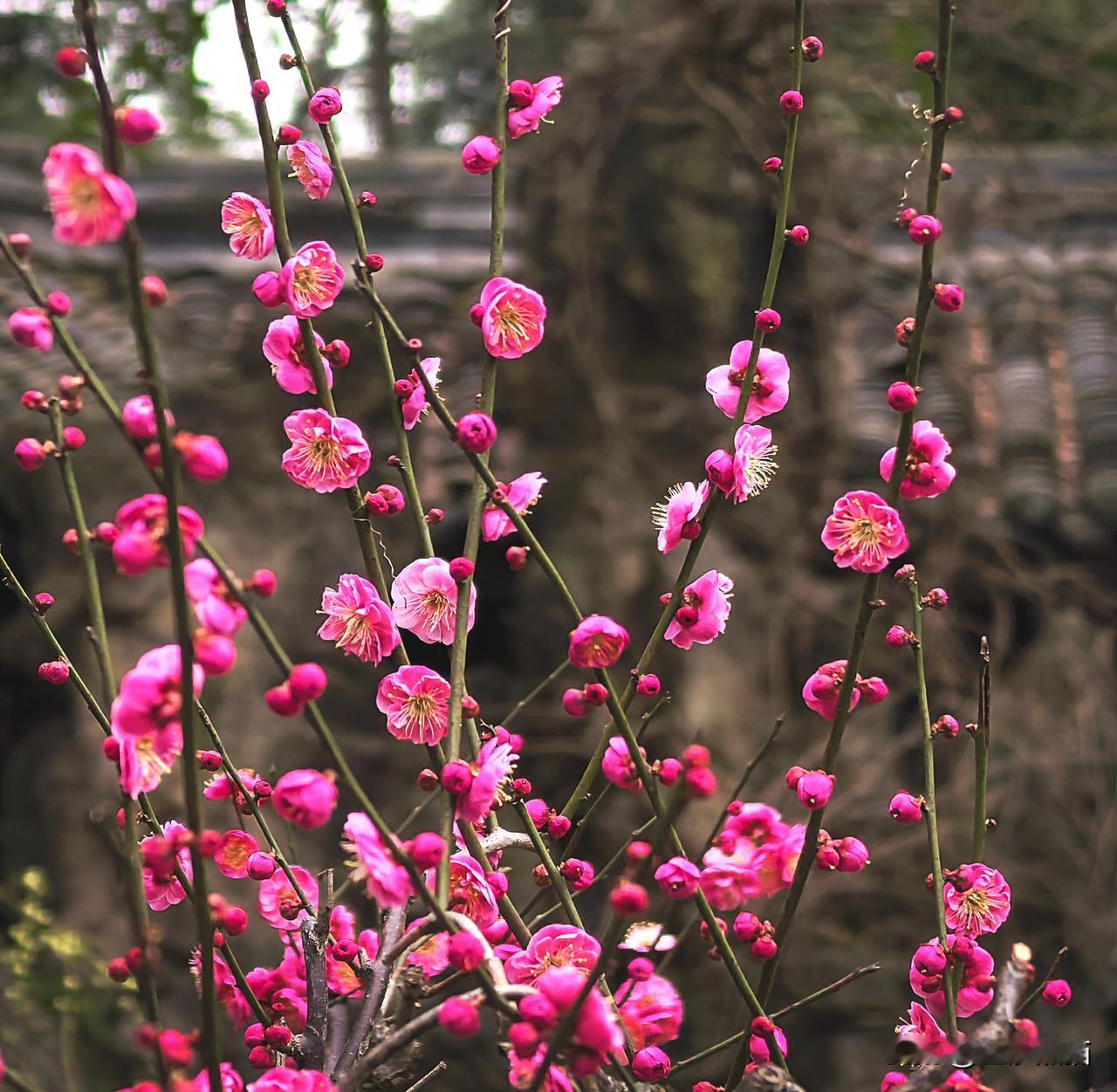 杜甫草堂梅花、兰花如期绽放，扑鼻的芳香喜迎八方游客！景区内春意盎然，让游客心旷神