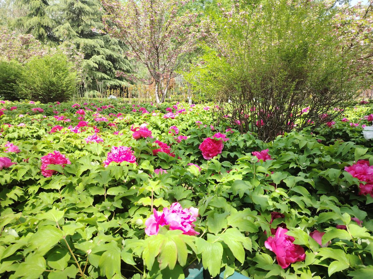 石家庄鹿泉区，海山公园的牡丹正是盛花期，除了这儿，还有市内长安公园，那里可是有绿