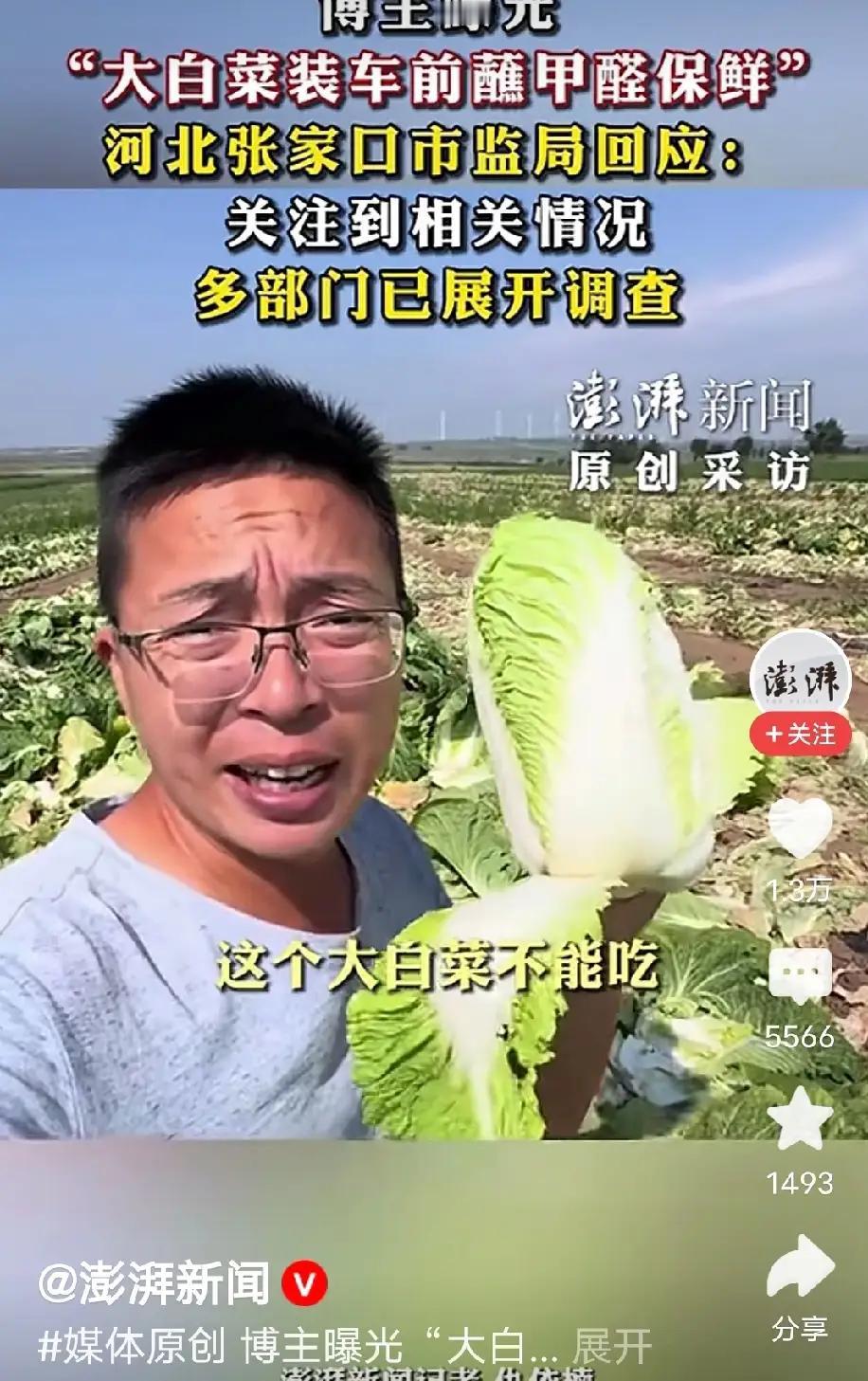 张家口的好白菜，这回被猪拱了！好家伙，张家口康保县好好的大白菜，竟然遇到了黑心的