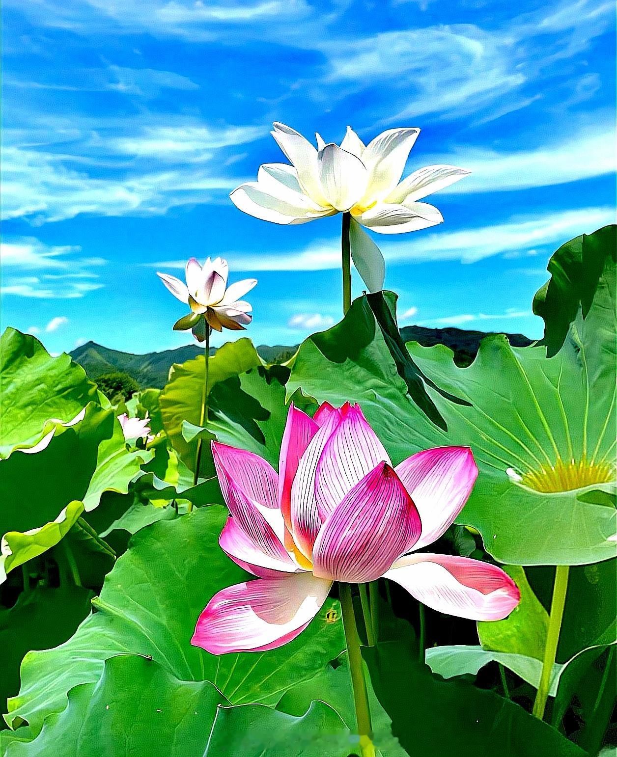 #接天莲叶无穷碧一句话被具象化了## 接天莲叶无穷碧，映日荷花别样红。 ​​​