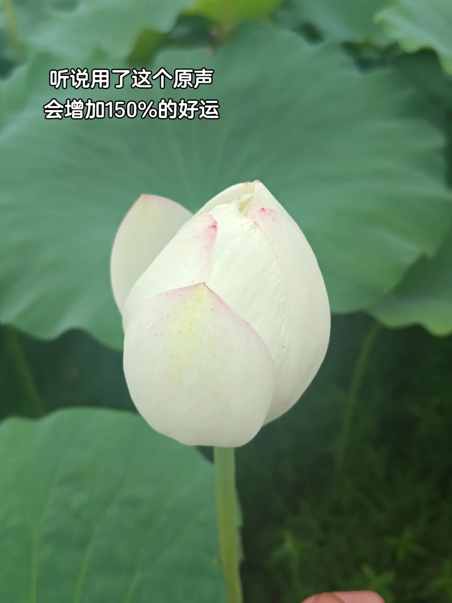 本我。