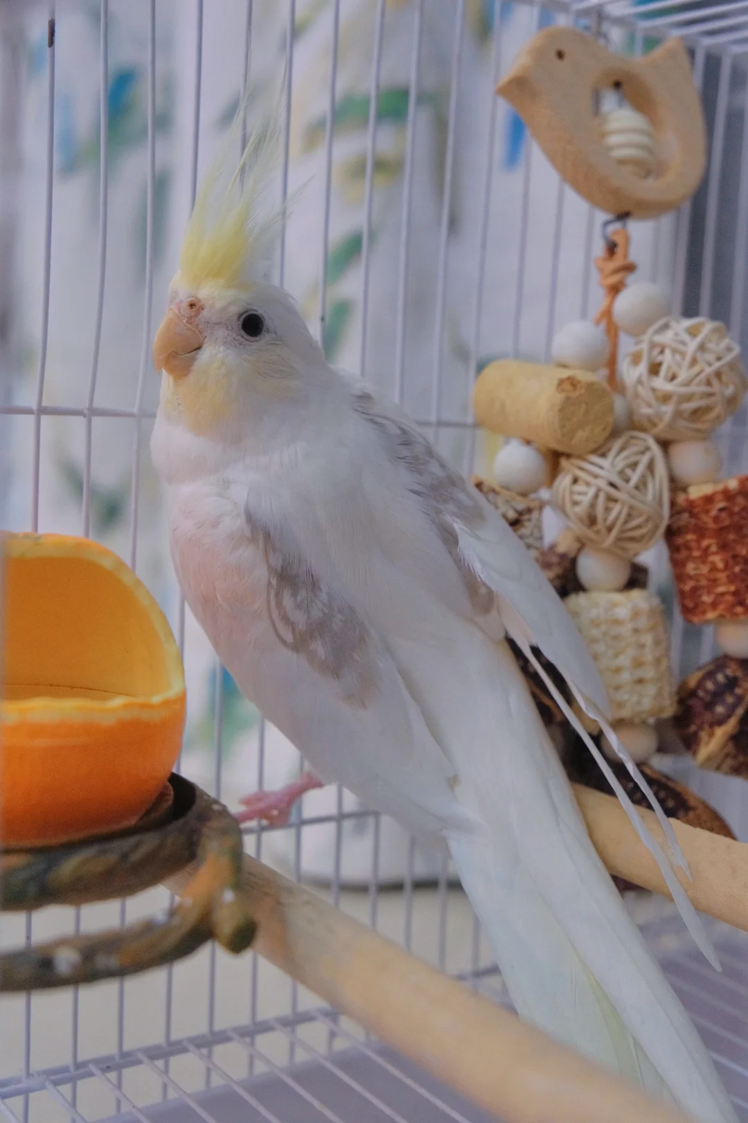 新成员：金冠伪龙鹦鹉到家啦～