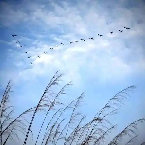 上联：归雁数点暮云淡；
下联：请网友赐下联