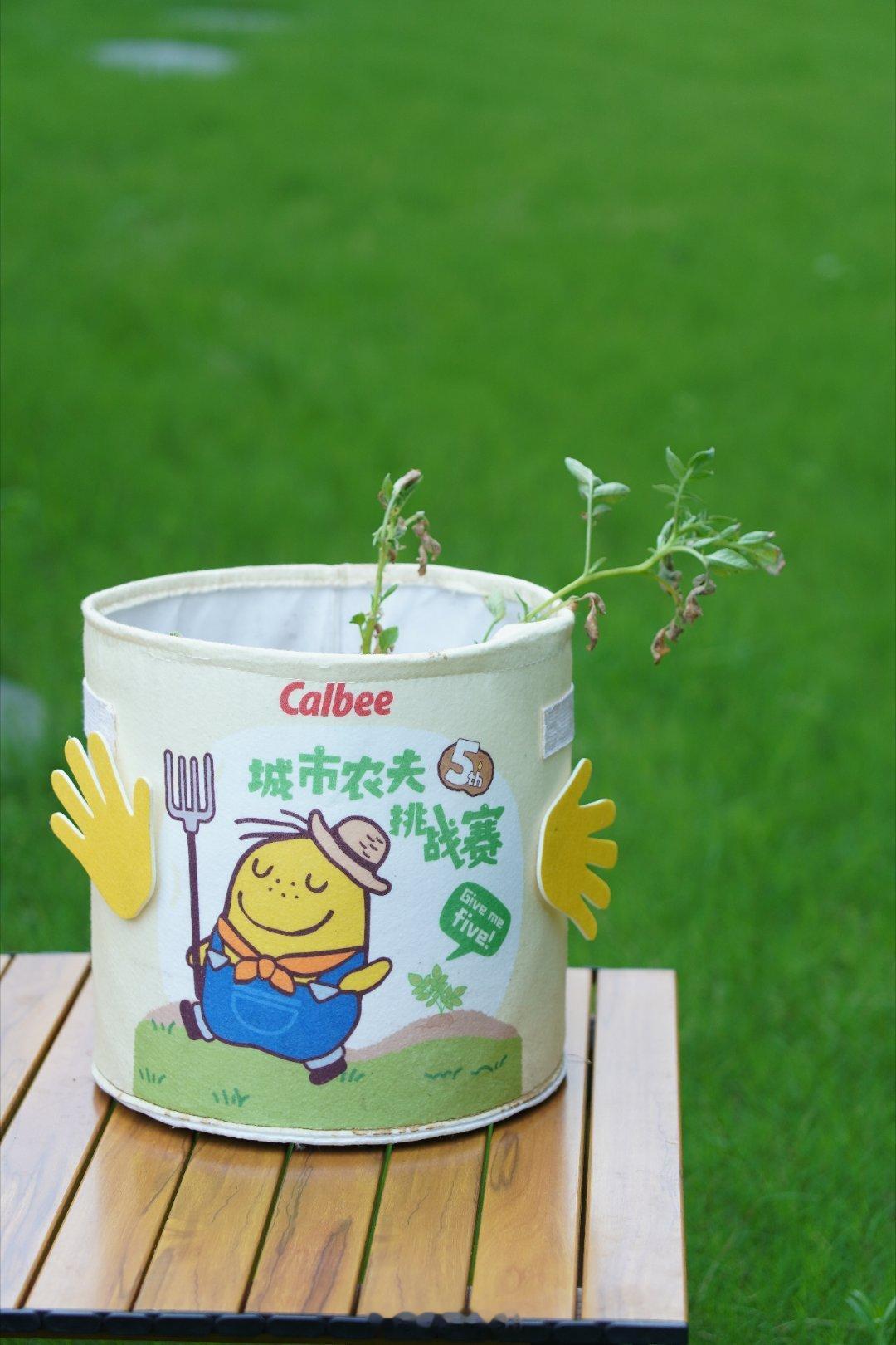 又到了一年 一度收获土豆的 时间了，小子瑜今年早早就等着说要挖土豆，我一直拖到这