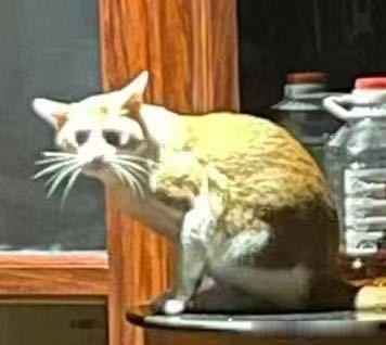 49372【丑猫】只是光线原因 