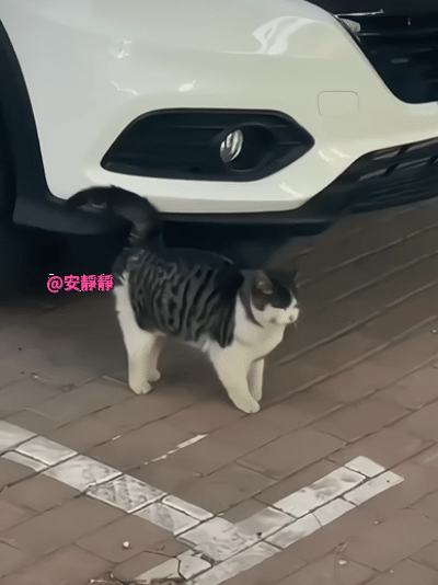 🐱:只要我jiojio换得快就冻不了我