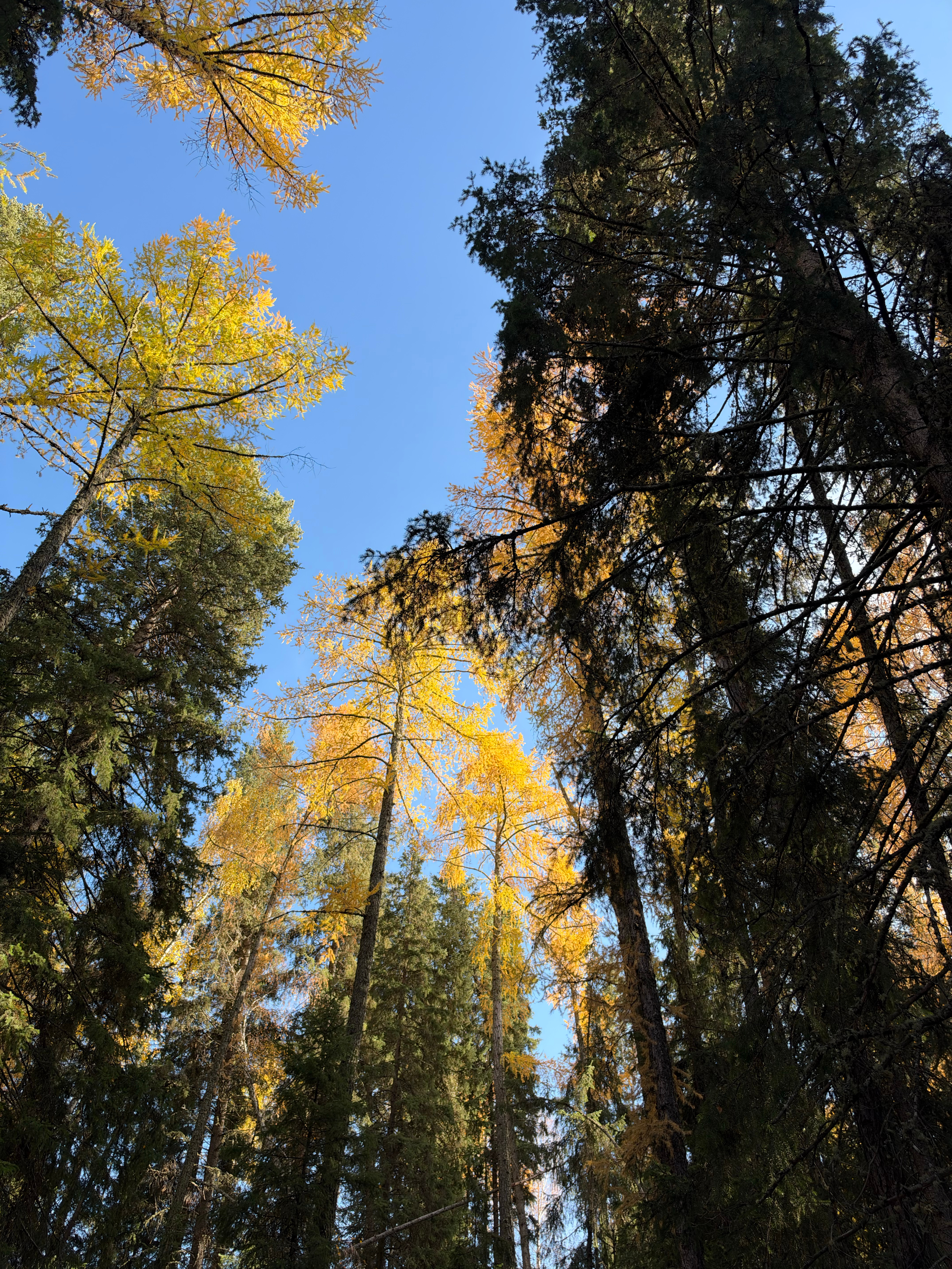 在阿尔泰山脚下邂逅喀纳斯的金色童话🍂  ​​​