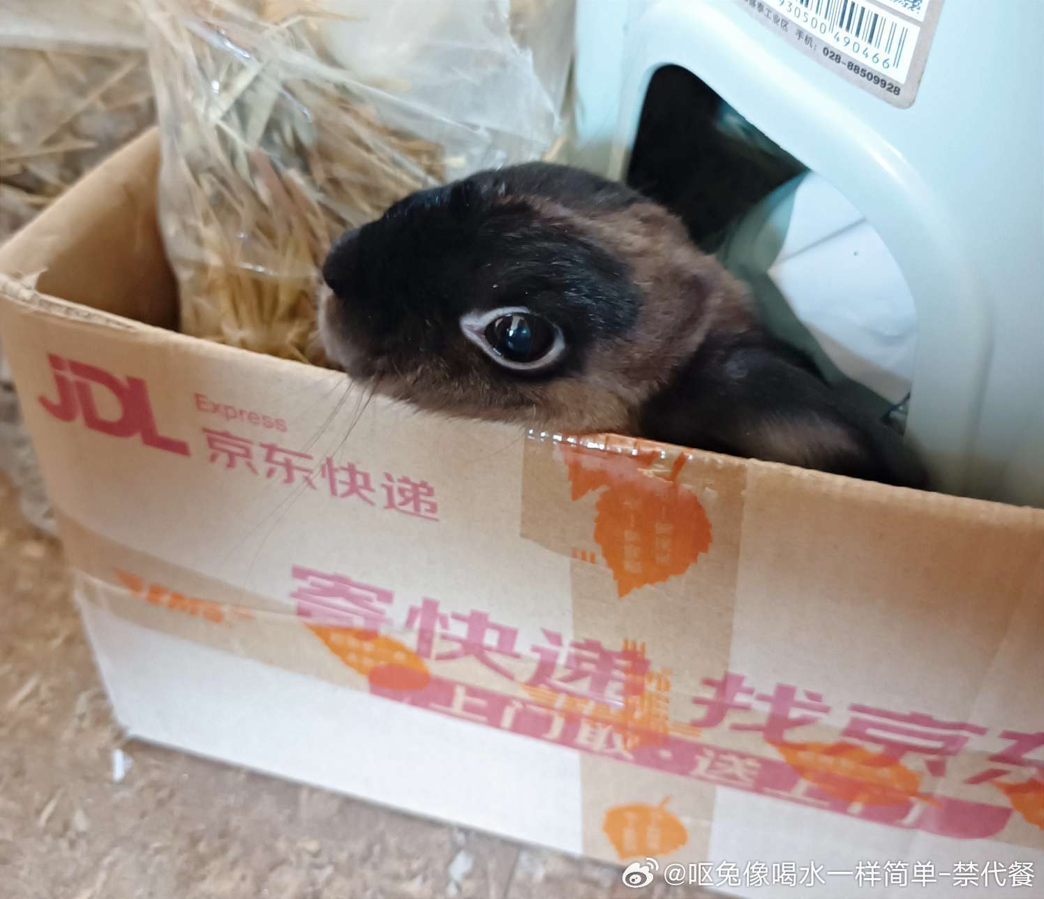 14093🐇【嫌疑】兔正在偷澳麦 