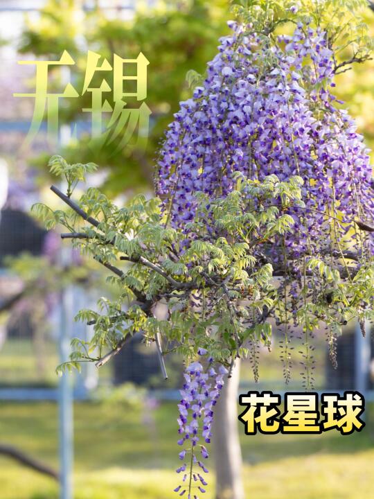 花星球，这才是春天呀～