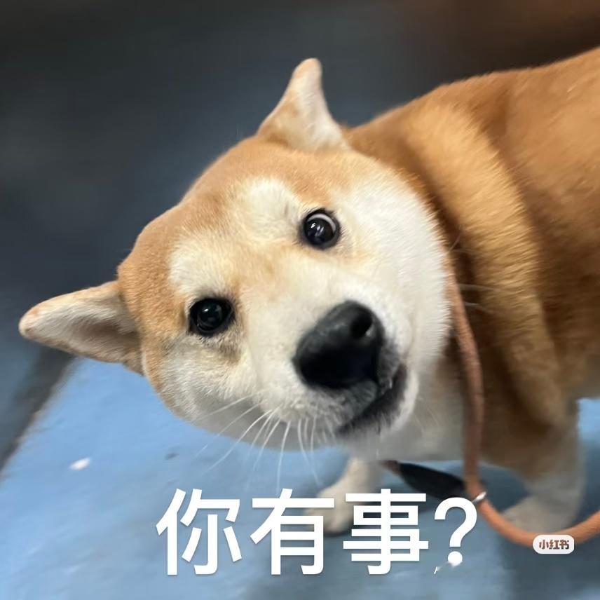 莫氏鸡煲老板快被流量逼疯了哈哈哈哈，没办法这个时代追逐流量，流量就是正义，不管和