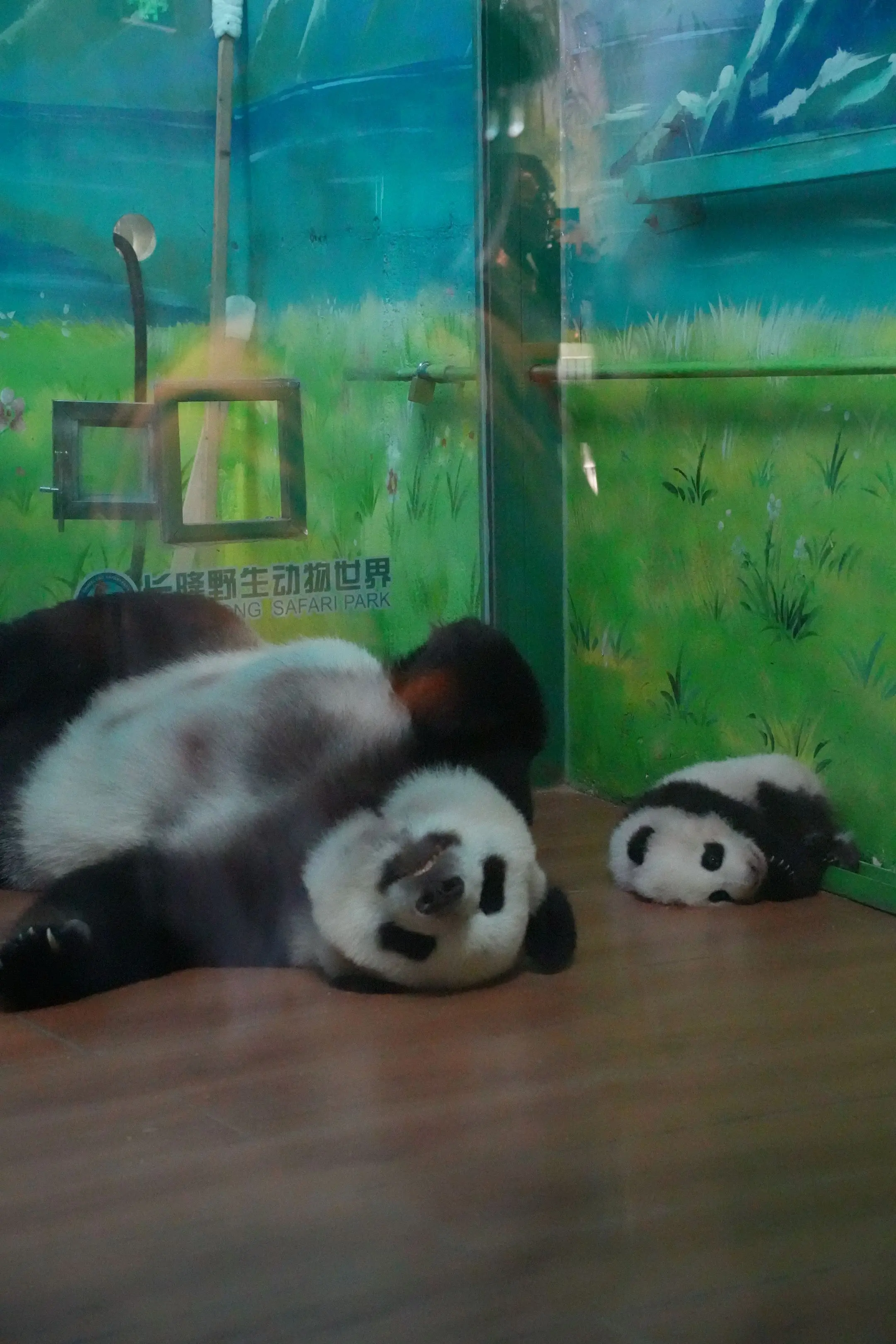 萌萌和妹猪的睡姿。（萌萌&妹猪:黑妈。你有多少黑料？我们买断！）