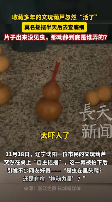 笑不活了！辽宁沈阳，一男子发现自己珍藏多年的文玩葫芦突然左右摇摆动了起来，一番找