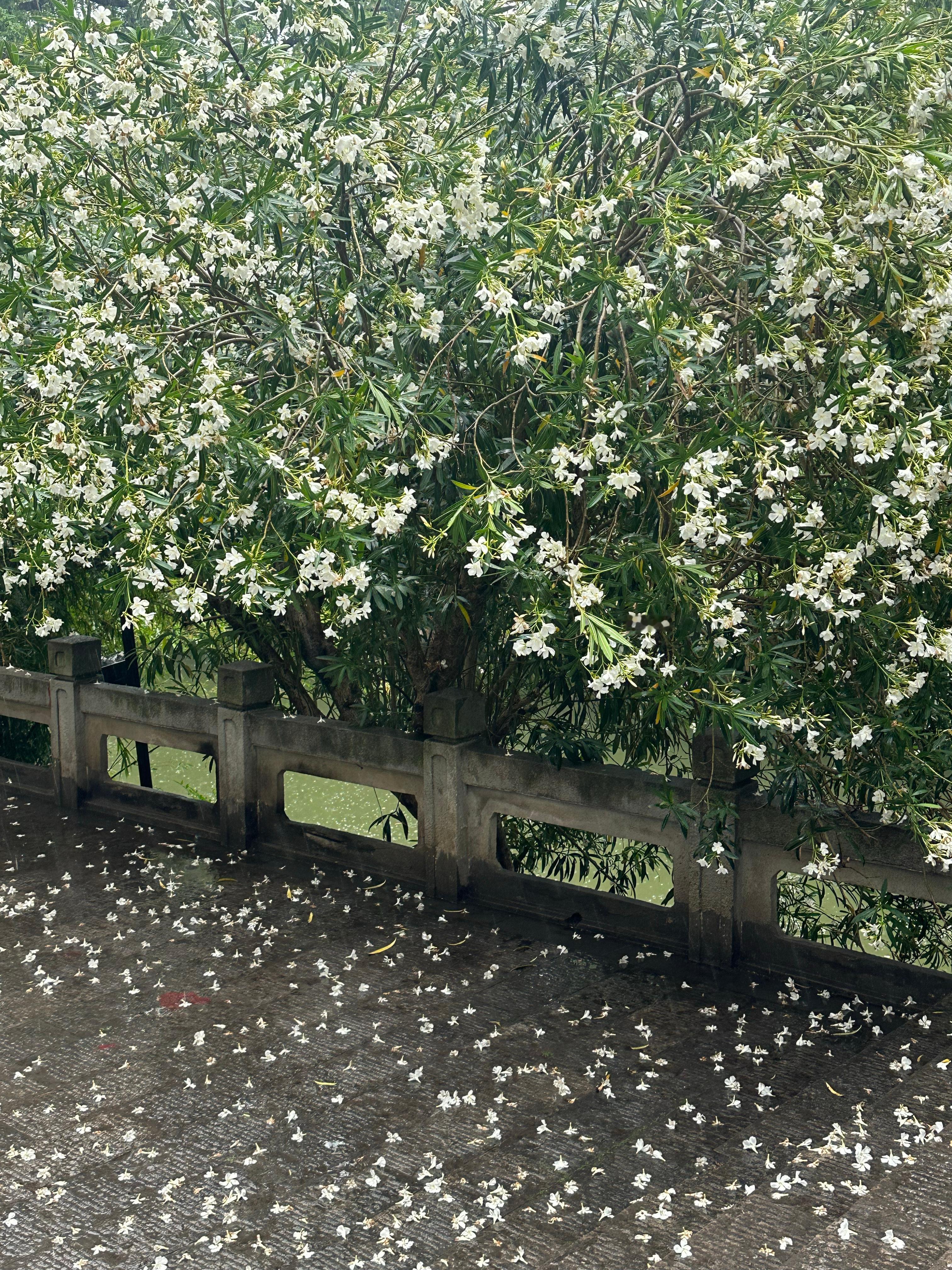 今天的雨🌧️，雨声超治愈[熊猫] ​​​
