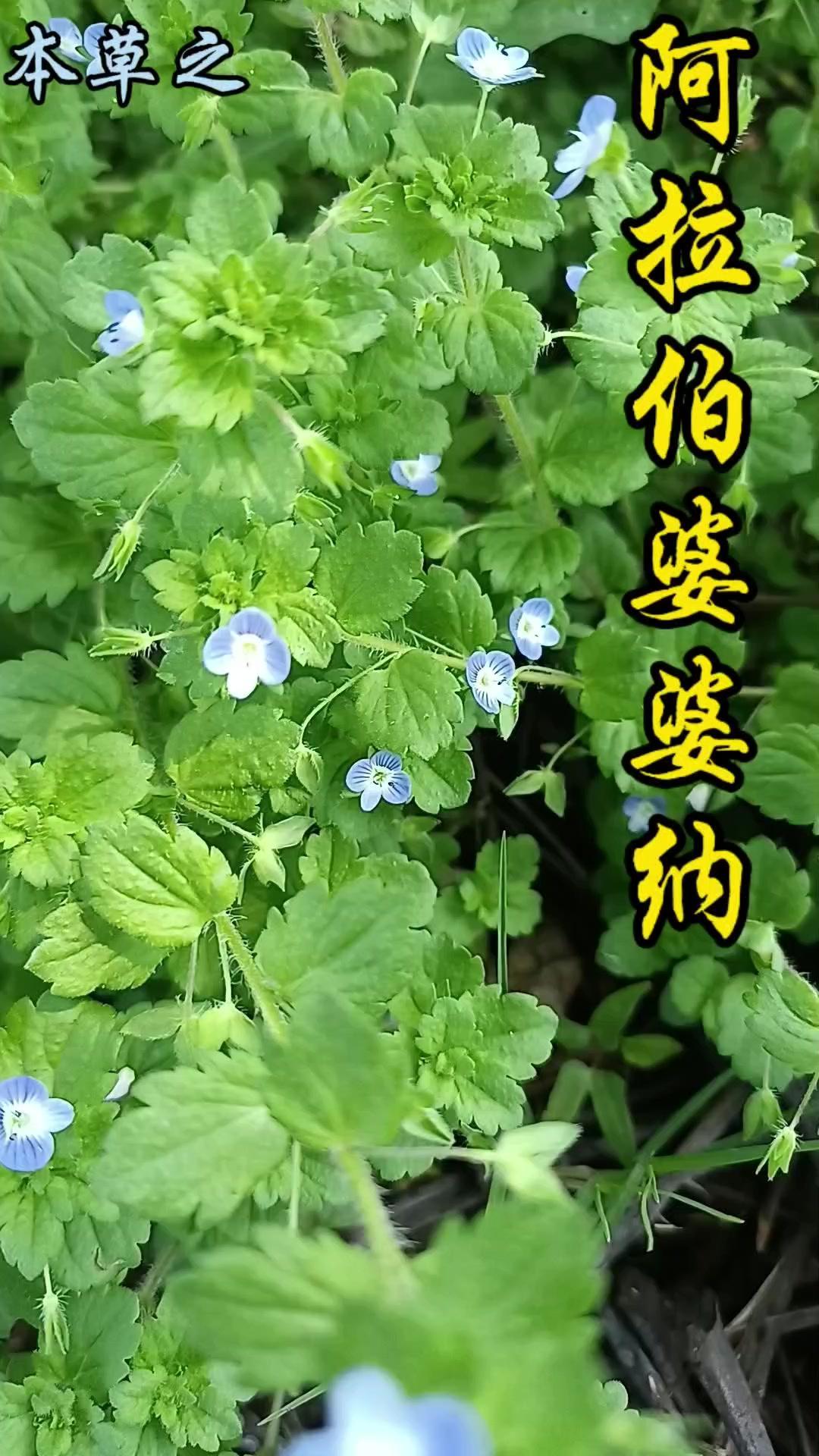 💡路边蓝花小精灵认识吗？原来路边不起眼的阿拉伯婆婆纳是个宝藏植物呀！它比直立婆