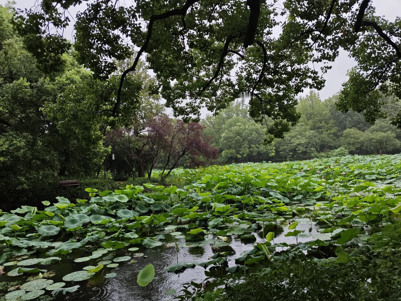 雨中的荷花，似江南的水墨画，宁静而诗意。雨滴在荷叶上滚动，荷花在微风中摇曳，构成