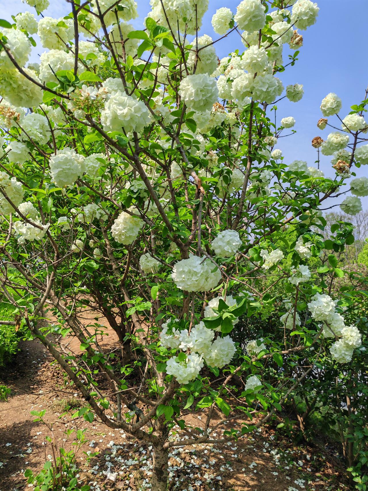 沙湖公园的木绣球花简直美炸了，必须再来一波美照！
走进沙湖公园，仿佛进入了一个梦