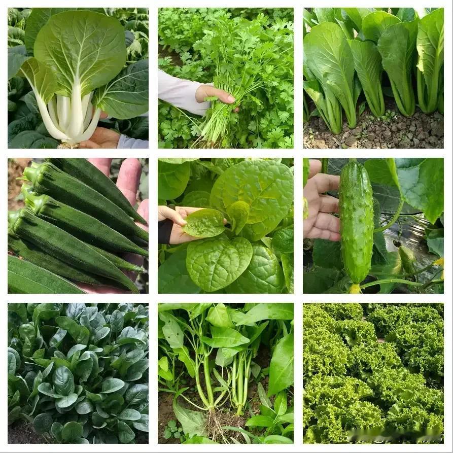 目前种植哪些蔬菜最合适? 蔬菜种植得看季节。春季（3 - 5月）适合种叶菜类，像