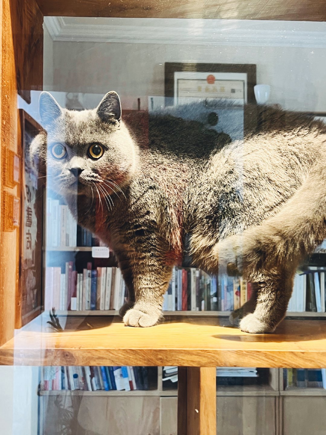 咪子在书店的橱窗 