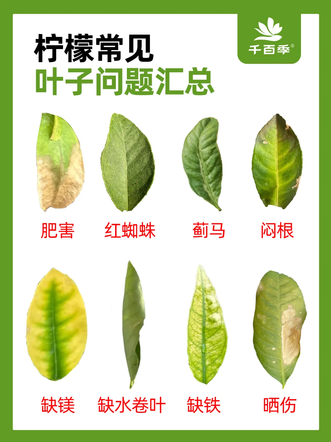 柠檬养护常见问题汇总！附解决方法