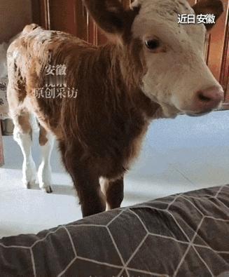 感动了！5月4日，安徽一卖馒头的大姐，路过一家屠宰场时，撞见一头新生小牛被取出后