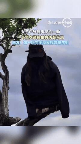 “人怎么可以这么聪明！”陕西西安，一女子和朋友去户外徒步，路过一棵光秃秃的树时，