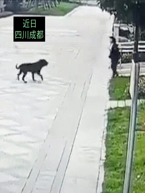 近日四川成都，一个小孩被恶犬咬到肾撕裂，养狗拴链这么简单的事，说多少遍了，有个别