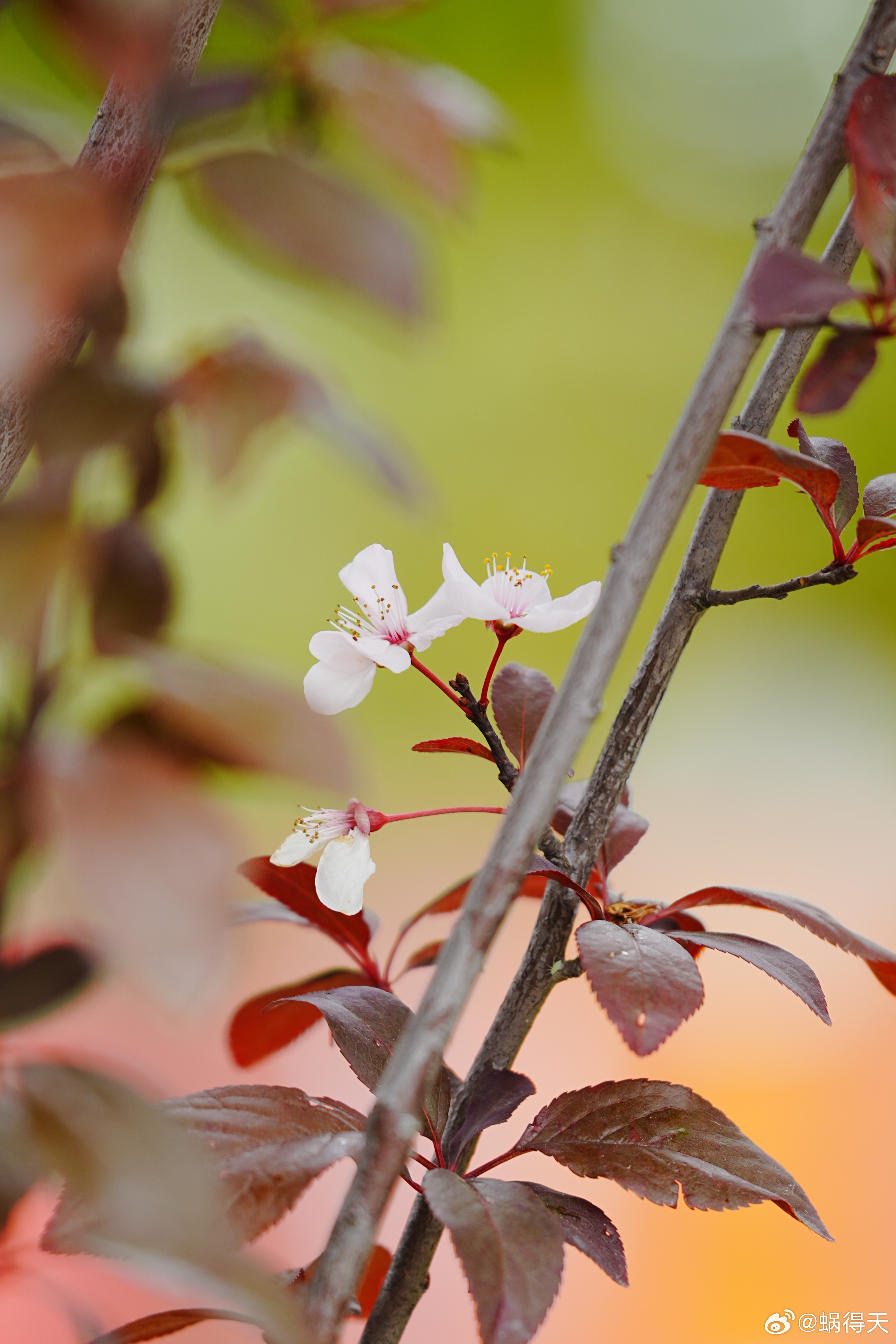 没来得及拍到盛开的紫叶李，只有这点了蜗的摄影日记