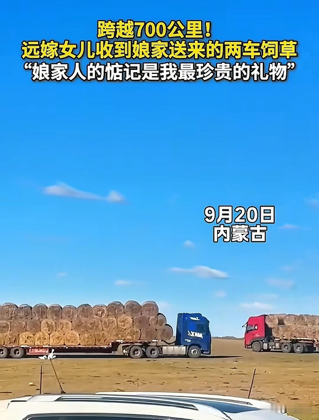 “泪目了！”内蒙古，女孩从兴安盟远嫁锡盟阿巴嘎旗，由于今年雨水不多，女孩那里的草