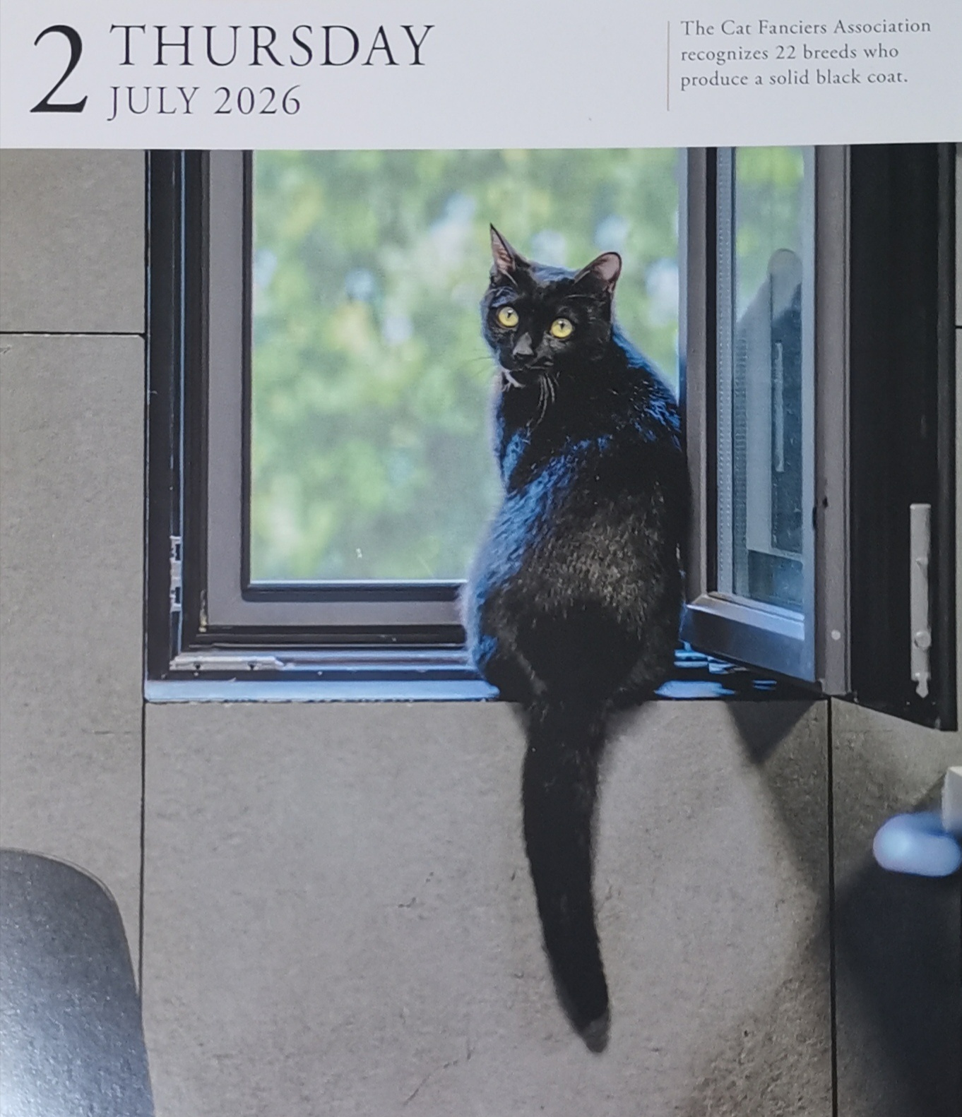 猫宁。昨日又暂停，今日多帅和强弟。一日二猫，洋猫中猫，昨日今日。