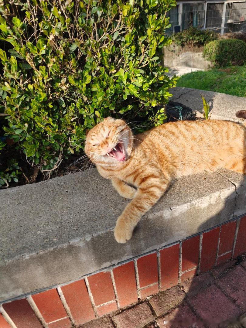 49447【丑猫】只是抓拍，就摆出如此姿势 