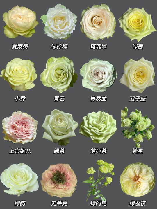 每日识花系列｜一次性认识16种绿色玫瑰