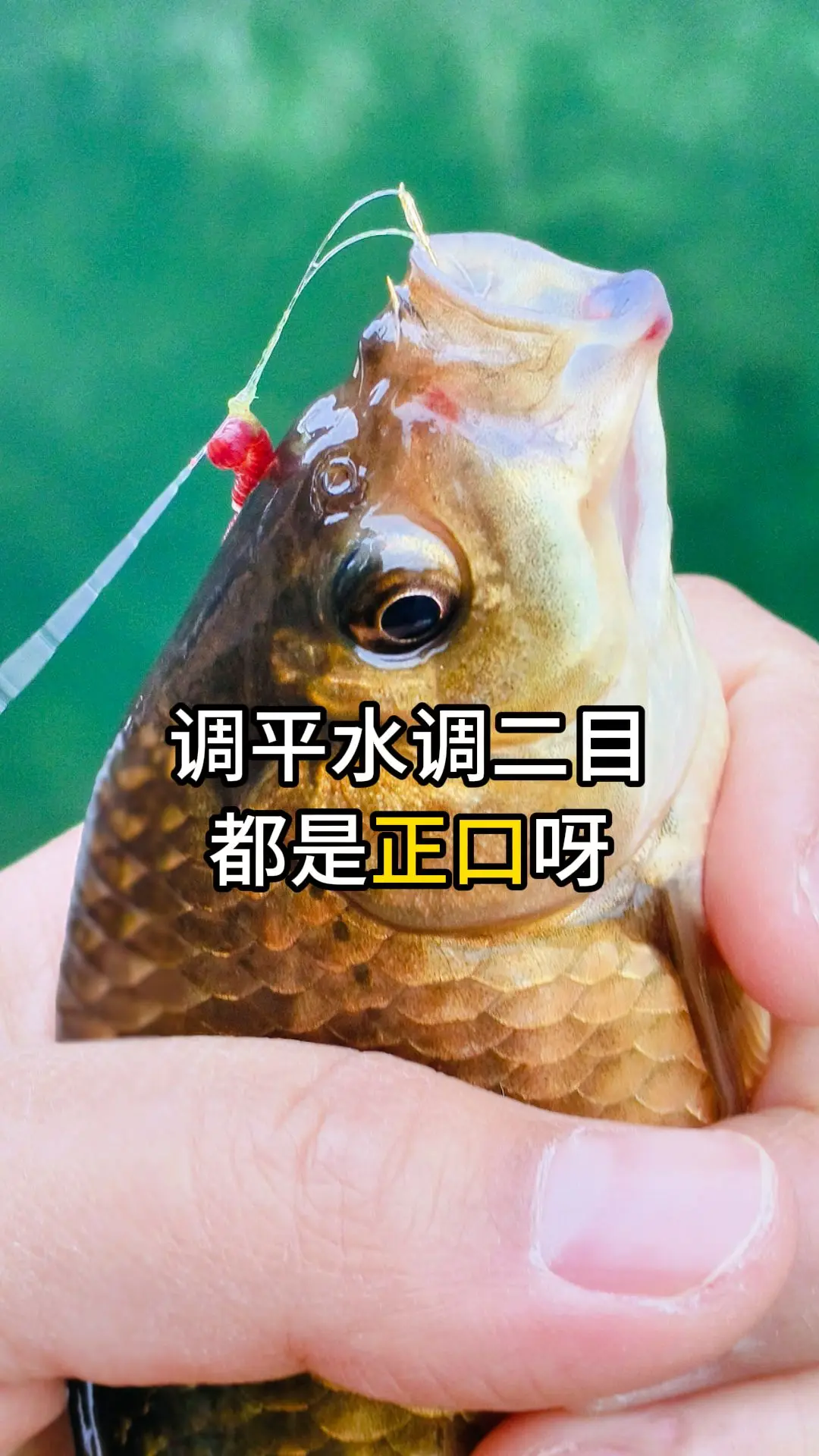 吃钩都是正口呀！休闲野钓大板鲫知识分享。