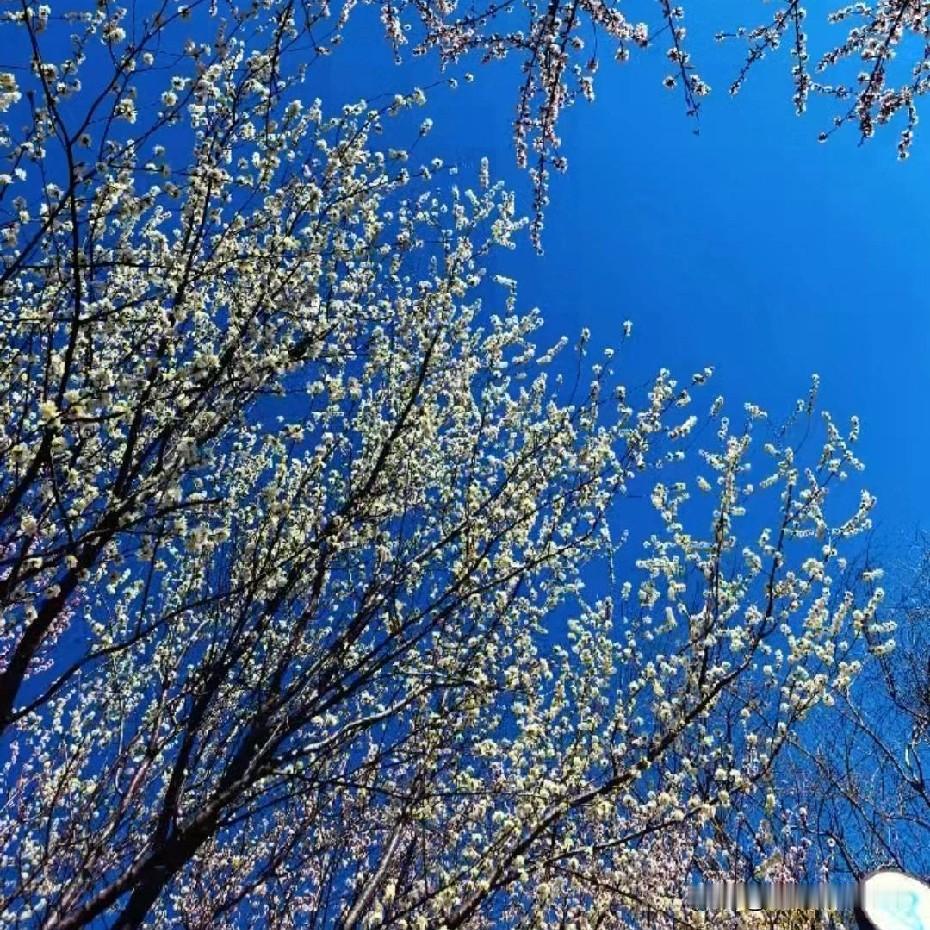 这天气说热就热了，今天去公园走了五公里路，热的一身汗。但我没敢脱外套，只是把散步