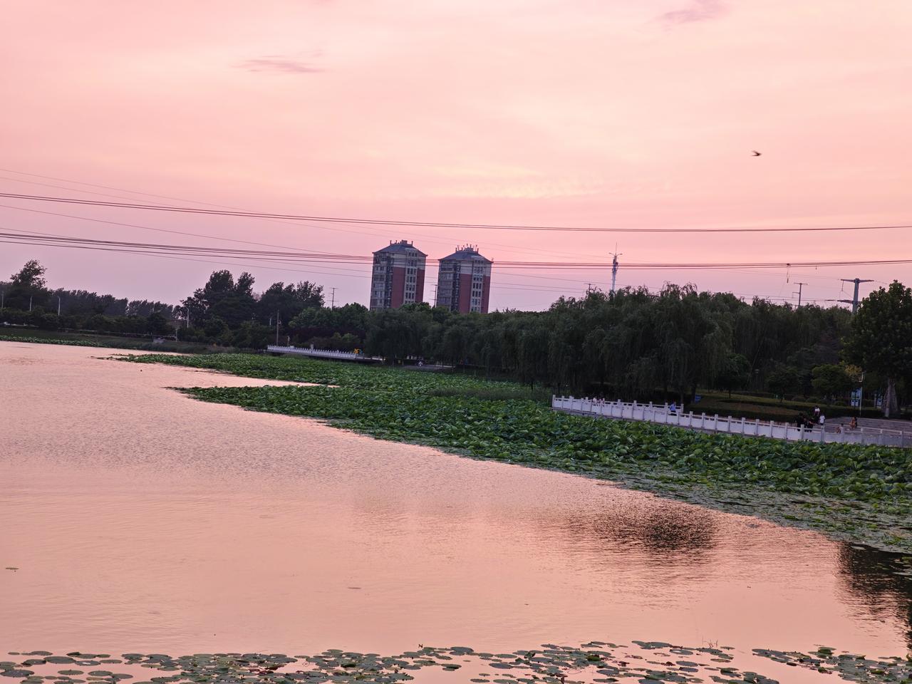 分享一张有关天空的照片夕阳西下，绯红霞光铺满长空。圆圆的荷叶挨挨挤挤，漂浮在澄澈