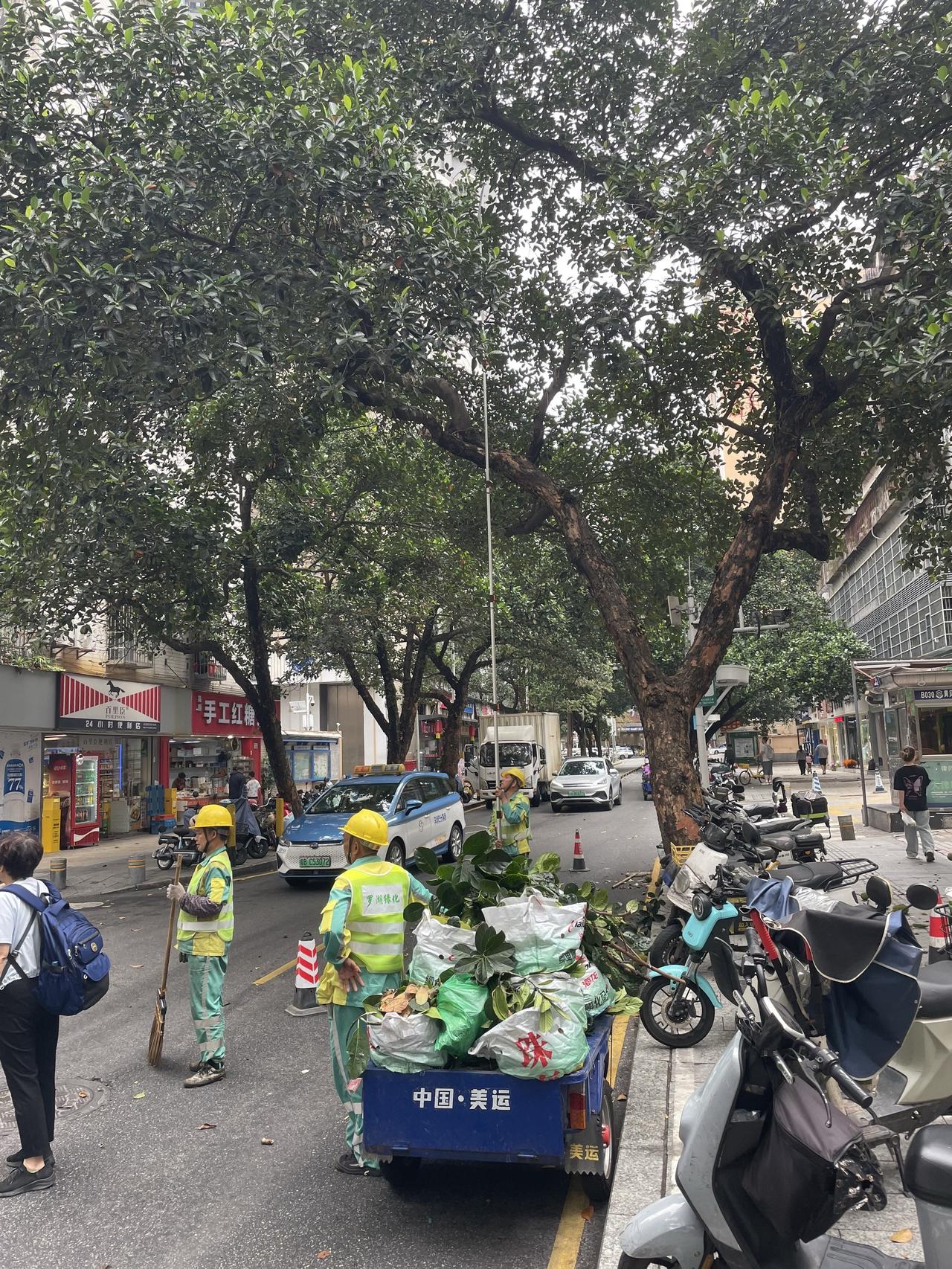 偶遇园林工人在清理街道上的菠萝蜜。这么小还没有成熟的菠萝蜜就被清理掉了。是害怕成