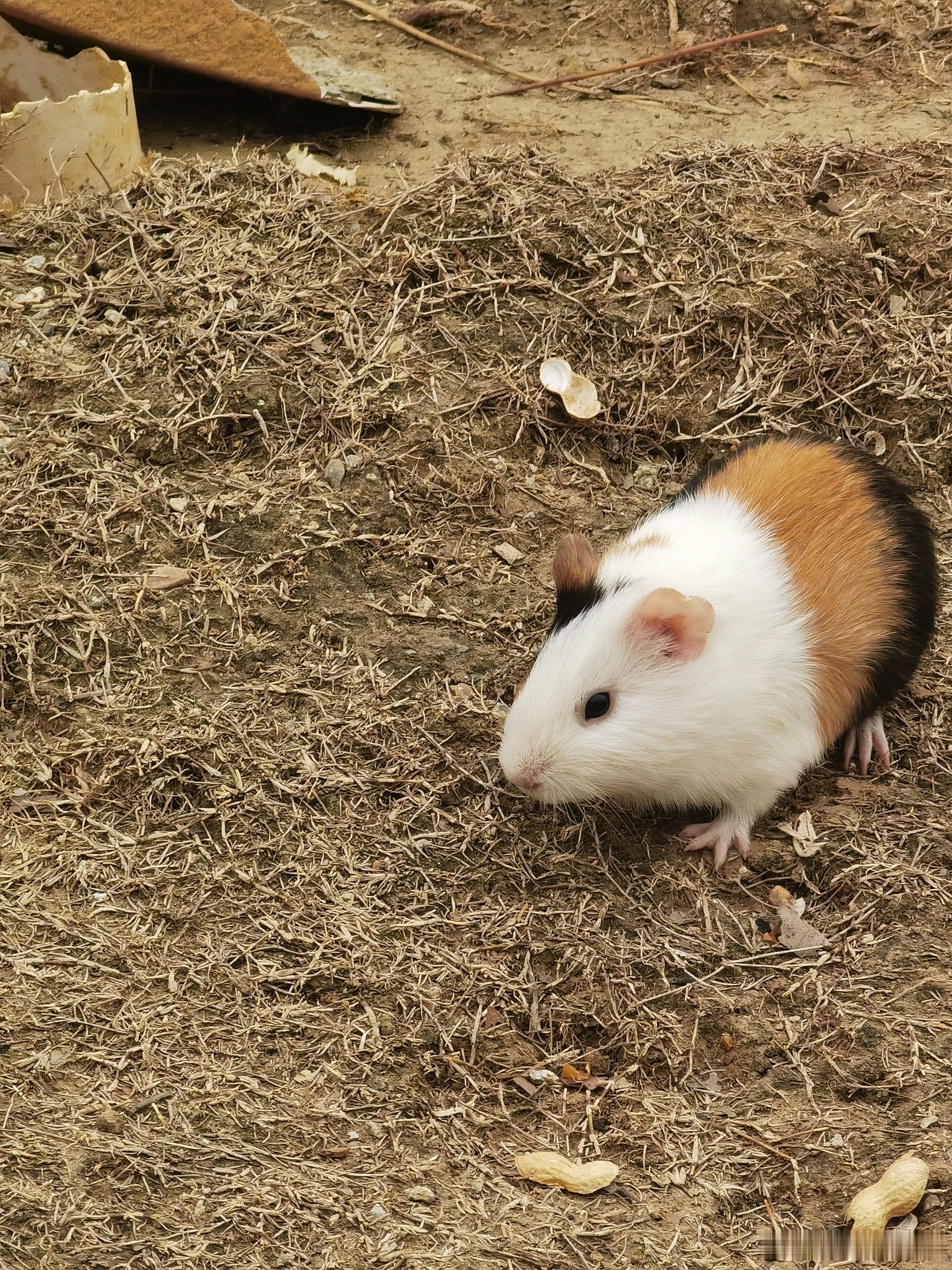 之前去动物园拍的可爱仓鼠🐹 ​​​