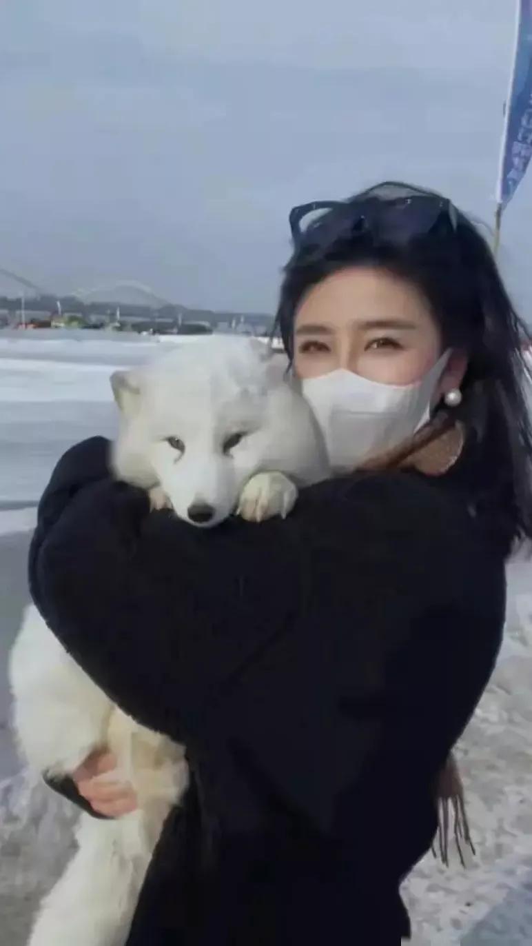 有网友吐槽哈尔滨拿白狐赚钱，其实大可不必。平日里本地人都难得一见的北极狐，如今却