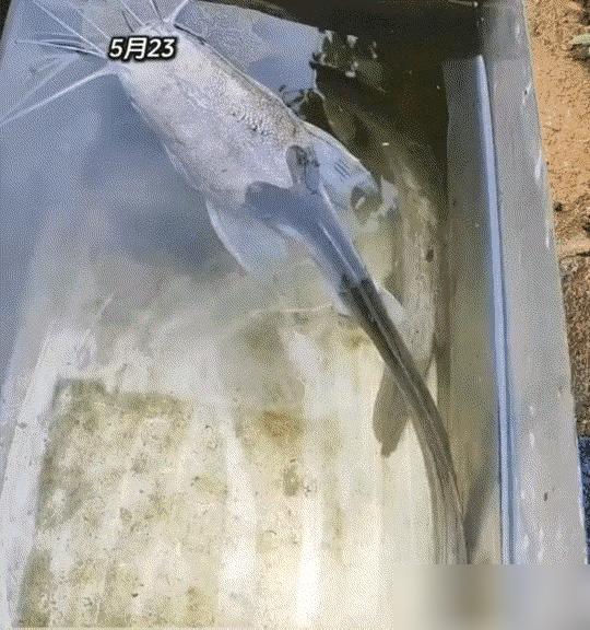 万万没有想到，一男子，一年前将一条活鱼放在家中角落的一个铁槽水池里，结果这一放，