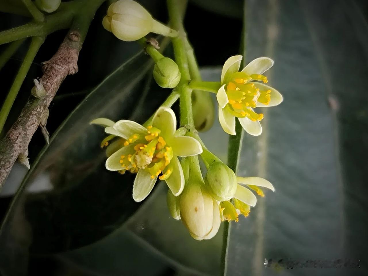 天竺桂（拉丁学名：Cinnamomum japonicum Sieb.），别名大