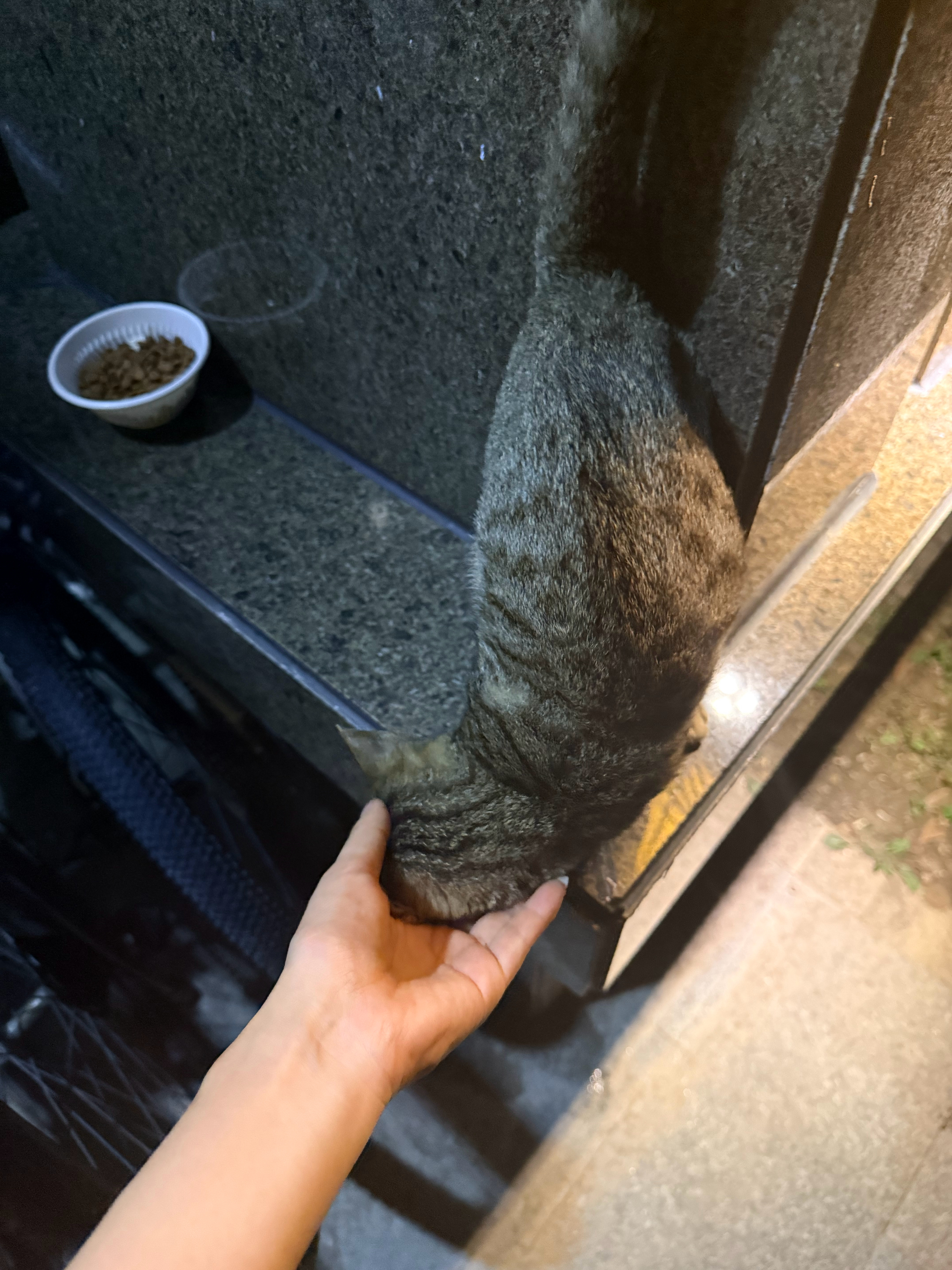 我真的很想带他回家。哎。。。。想办法给他找个领养吧 