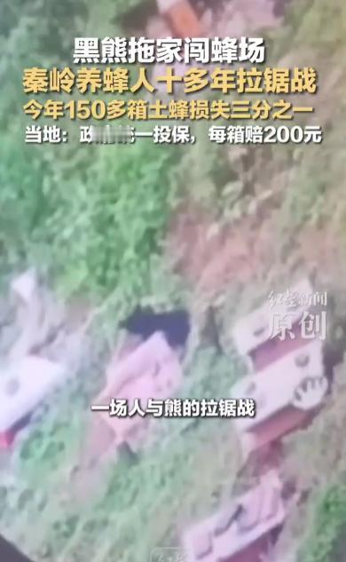 “太无奈了！”西安秦岭，一位养蜂人的蜂场再次遭到了黑熊的袭击，黑熊带上幼崽将15