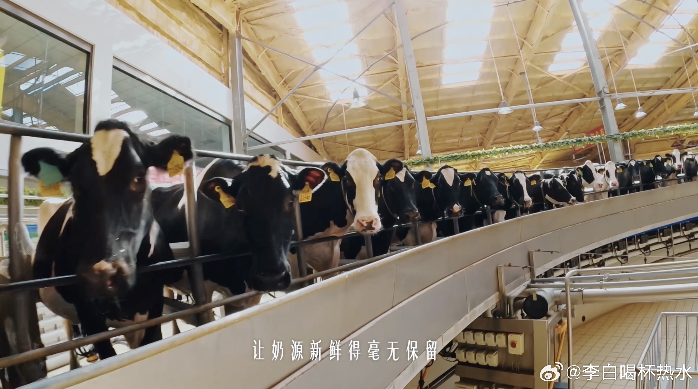 刘浩存代言飞鹤清风拂过辽阔牧场，少女自在翩翩起舞，飞鹤携手刘浩存打造的画面治愈人
