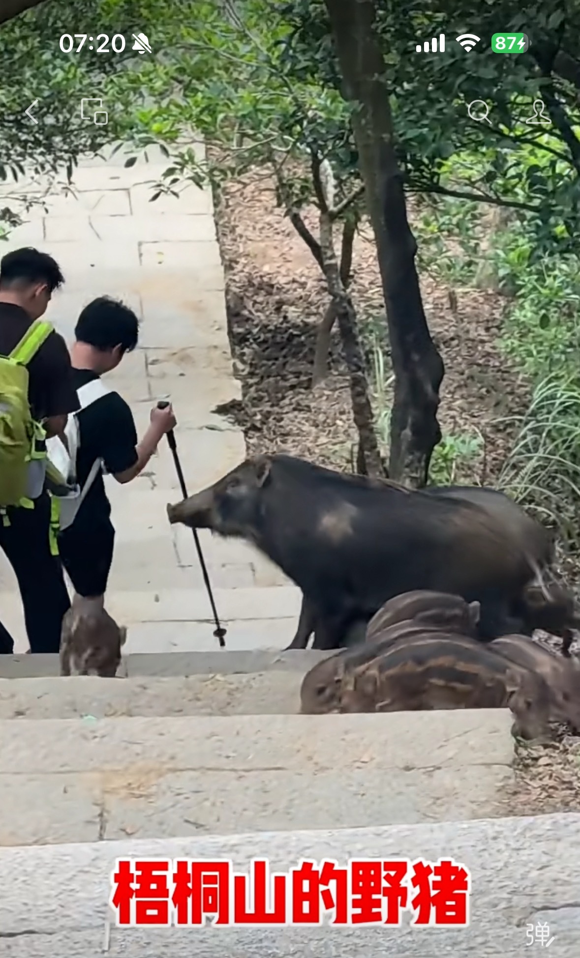 深圳梧桐山的野猪现在已经拖家带口的了。之前刚出现一两只的时候就有人说不要喂，然后