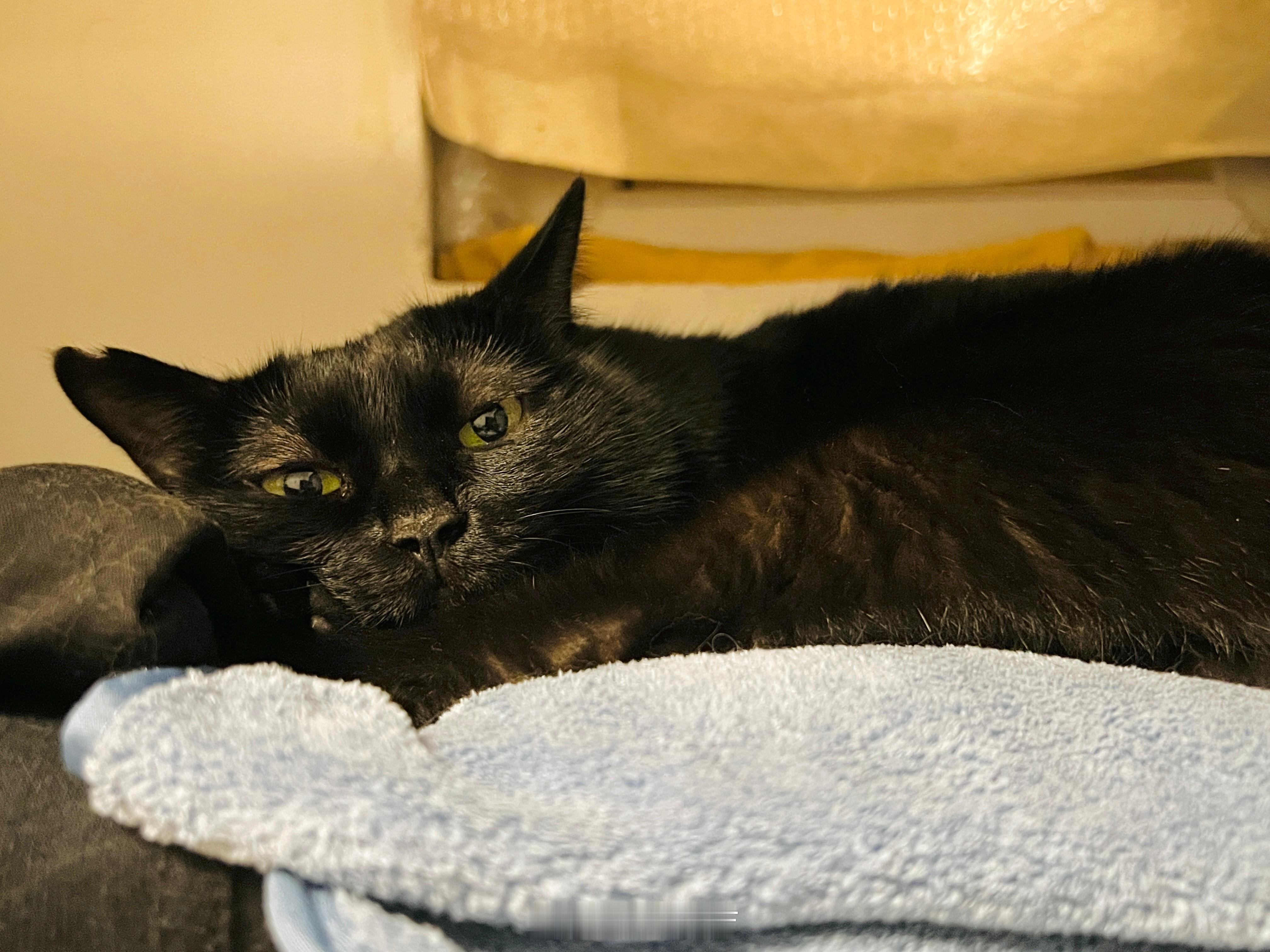 尊嘟熱。#蝦蝦不可以太可愛# ​​​