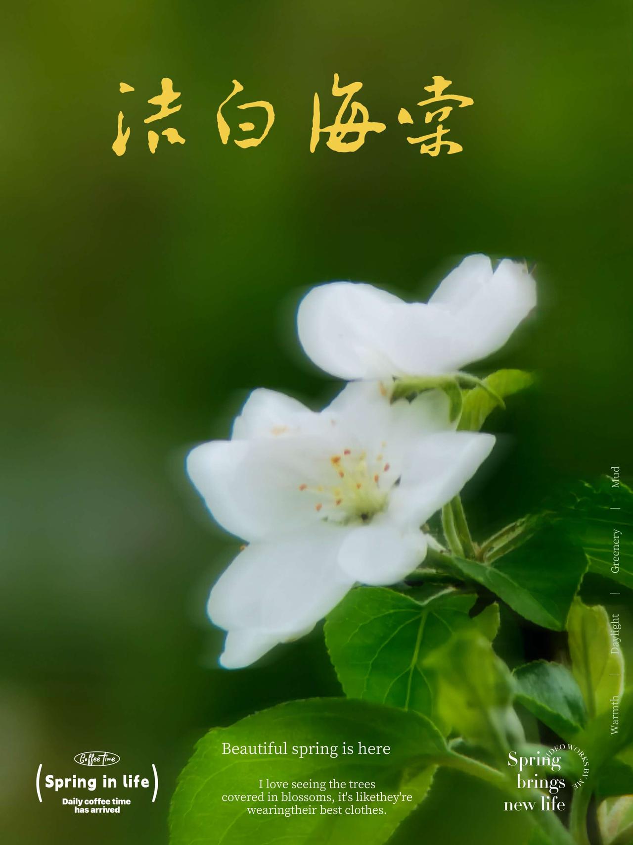手机原创：外接长焦镜头拍摄的白色海棠花。
拍花也是一种享受 一花一草一世界