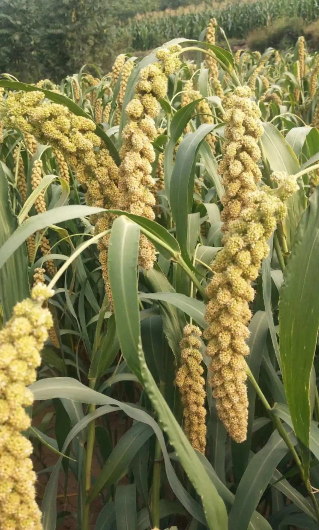 △金秋怡人△
🌸🍎🍃🍇
天高云淡风凉，
闻得一片秋香。
告别盛夏玫瑰，